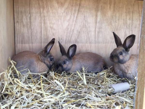 Image 1 of Thuringer Rabbits - Born Feb 28th