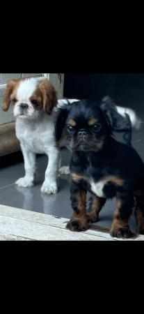 Image 3 of King Charles Spaniel Puppies