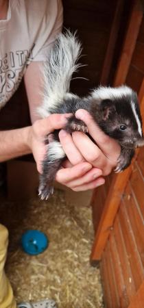 Image 3 of 3 male skunks ready 10th july