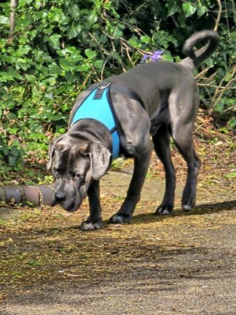 Image 2 of Kane , Cane Corso male 2 years old
