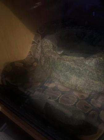 Image 4 of looking to sell my female royal python