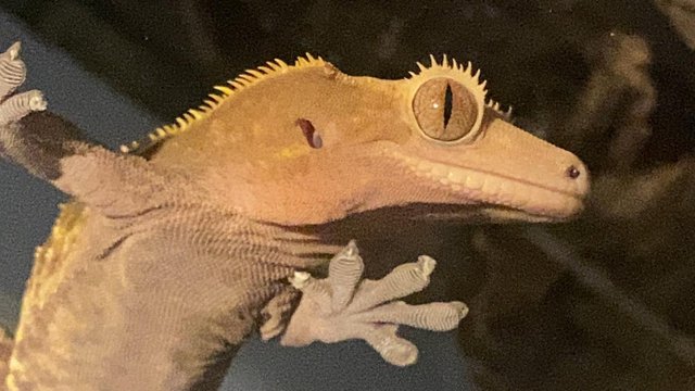 Image 1 of Crested Gecko w/ Exo Terra 45x45x60cm (18x18x24")