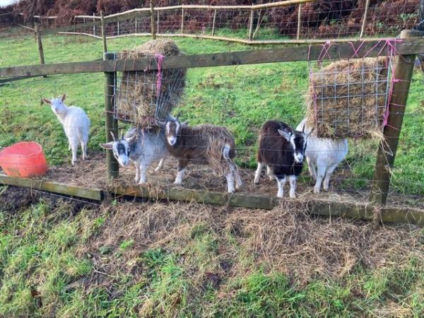Image 2 of Golden Gurnsey Nanny Goats