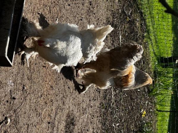 Image 9 of Real Easter chicks, pekins, large layers and hatching eggs