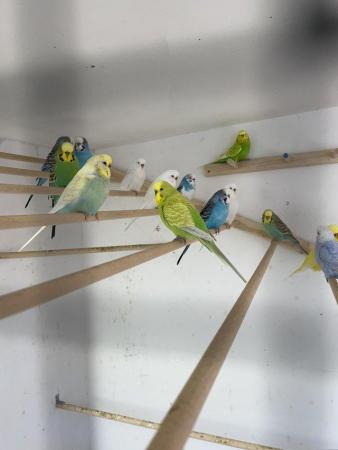 Image 2 of Young adult budgies various colours