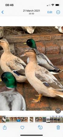 Image 1 of Exhibition yellow belly call ducks