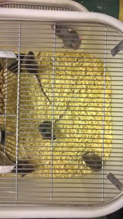 Image 1 of 6 week old mice for sale! Male and Females