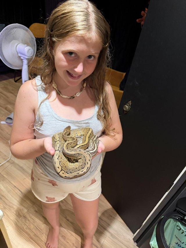 Royal python “Pin stripe” male — photo 4 of 4