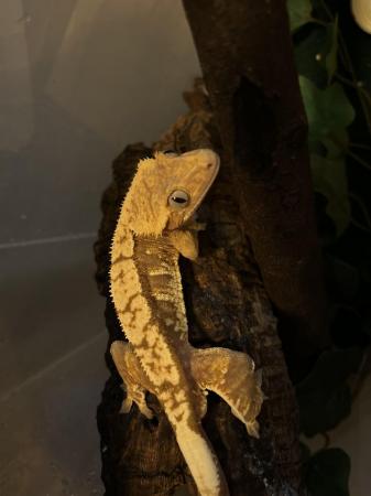 Image 7 of Flame Male Crested Gecko 35g