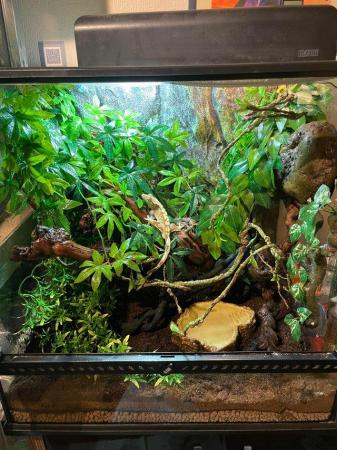 Image 5 of 8 year old male Crested Gecko (Harlequin) With Vivarium