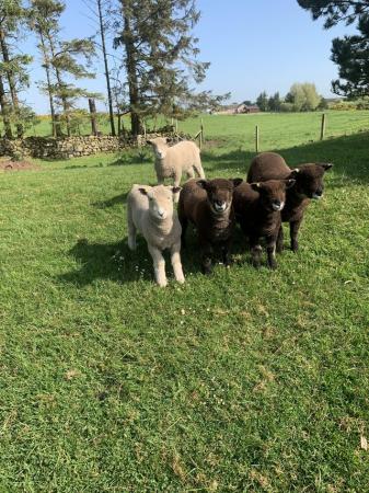 Image 1 of 5 wether lambs ryeland and coloured ryeland