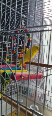 Image 2 of 2 budgies with cage for sale