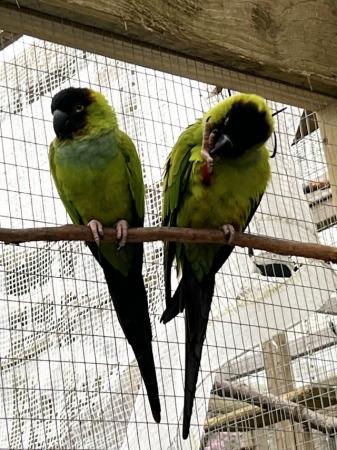 Image 5 of Nanday conure, breeding pair