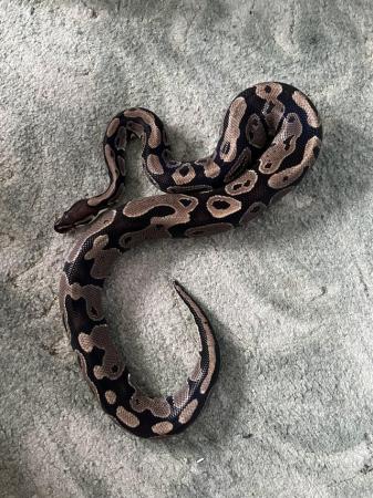 Image 2 of 7 year old Ball python with full vivarium