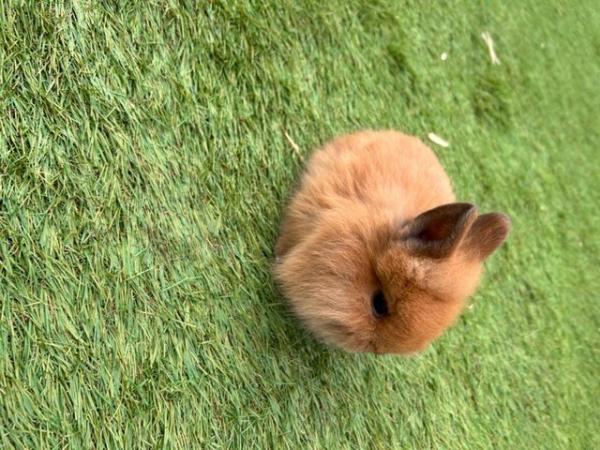 Image 7 of Netherland dwarf baby bunnies