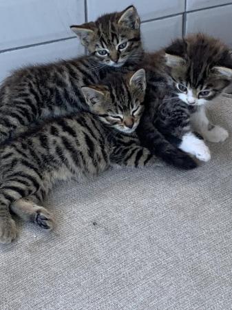 Image 9 of 3 Beautiful male kittens