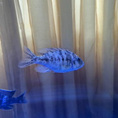 Image 6 of VARIOUS LARGE CICHLIDS AVAILABLE