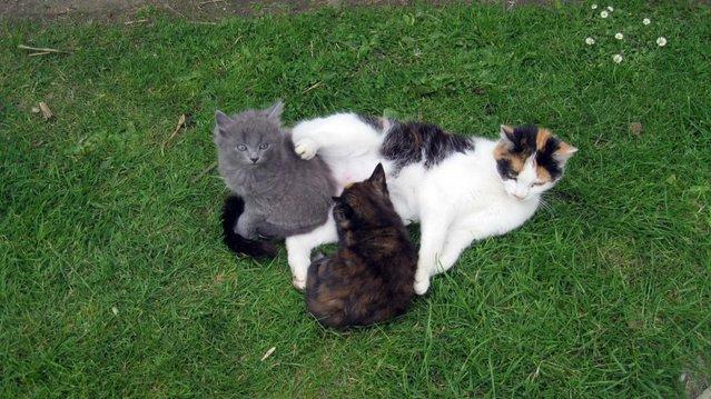 Image 3 of Beautiful Well Reared Friendly Kittens
