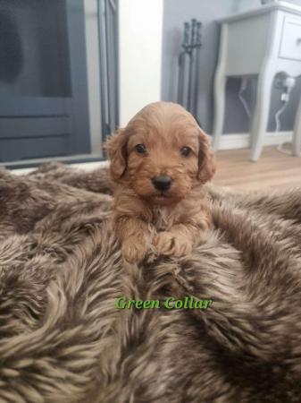 Image 8 of F2b Mini Cockapoo Puppies - Fully Vaccinated