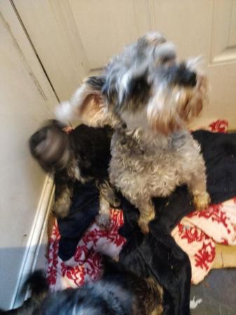 Image 5 of Stunning miniature Schnauzer for sale 2xmale 1xfemale