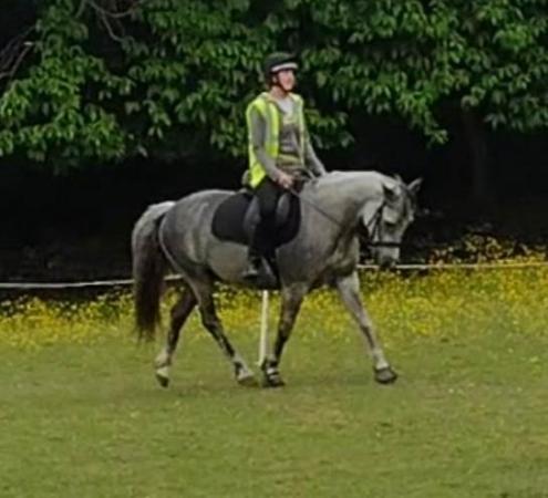 Image 1 of Beautiful connemara pony for loan