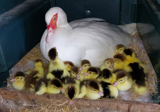Image 3 of Adorable fluffy Muscovy ducklings for sale