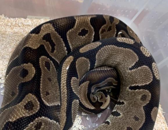 Image 4 of Adult Female Het Desert Ghost Royal Python