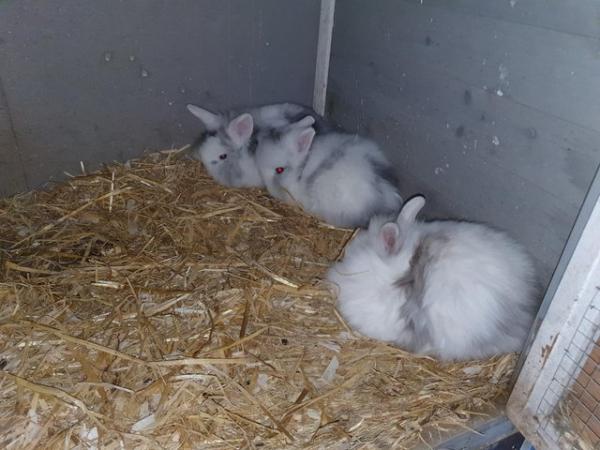 Image 2 of BABY LIONHEAD RABBITS for sale