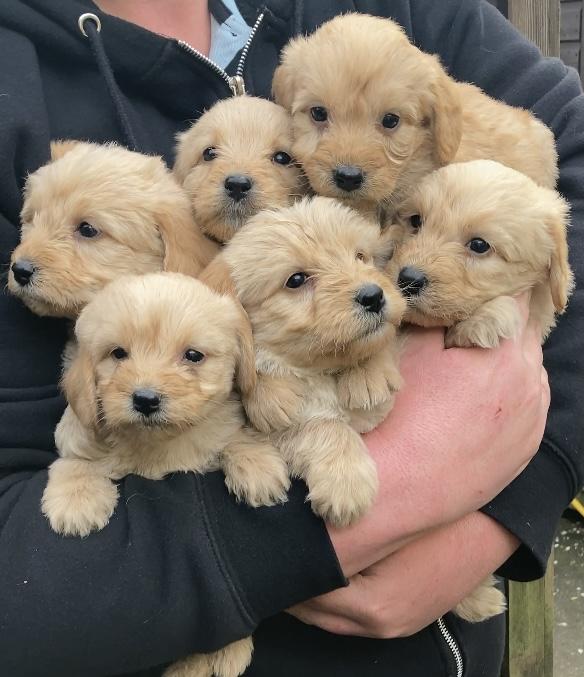 Preview of the first image of Adorable labradoodles pups.