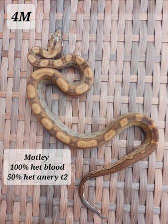 Image 7 of Boa imperator motley,motley blood,img motley het and visual