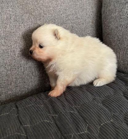 Image 9 of Cream and white Pomeranian Puppy’s