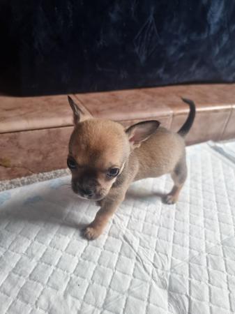 Image 9 of Chihuahua male pups for sale