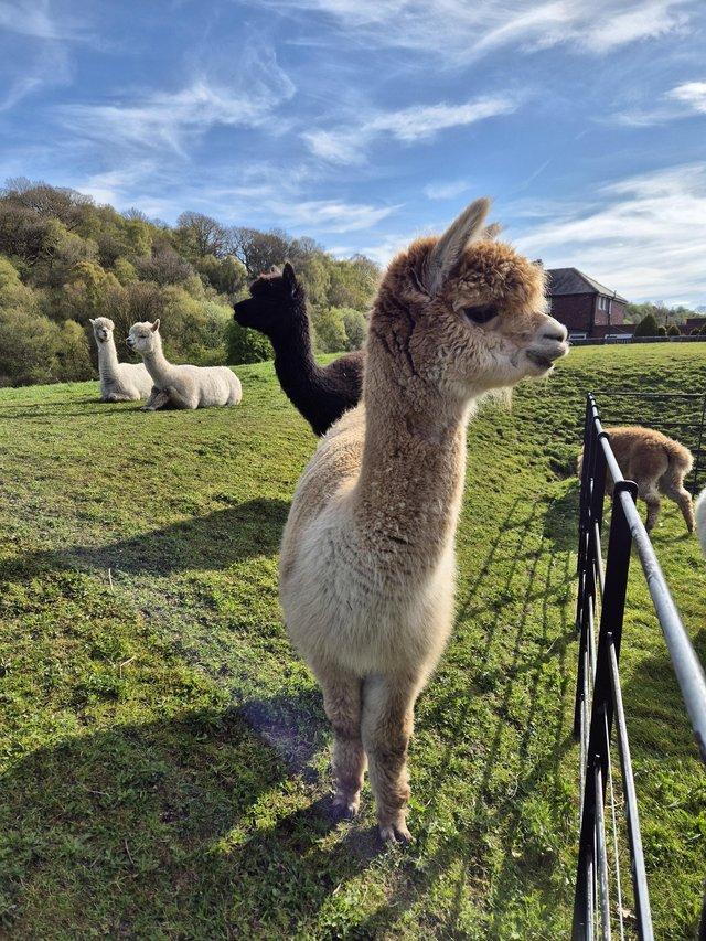 Preview of the first image of 8 BAS registered female alpacas looking for new loving hom.