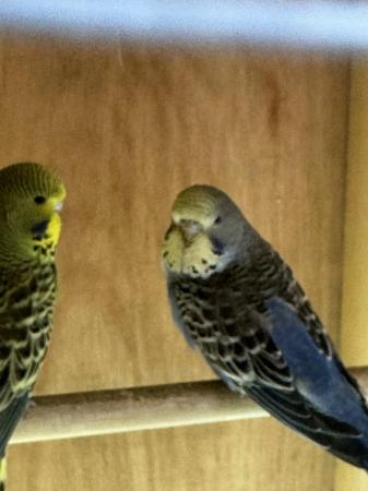 Image 2 of 4 baby exhibition budgies