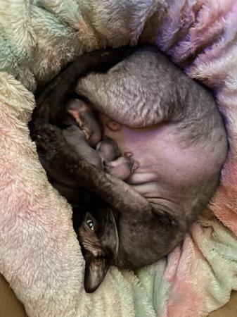 Image 3 of Sphynx kittens beautiful temperaments and colours