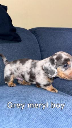 Image 5 of miniature dachshund puppies