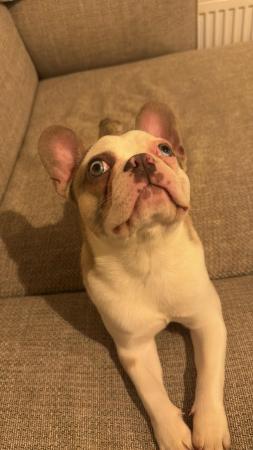 Image 3 of French bulldog puppy to rehome