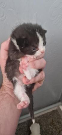 Image 6 of Gorgeous kittens available