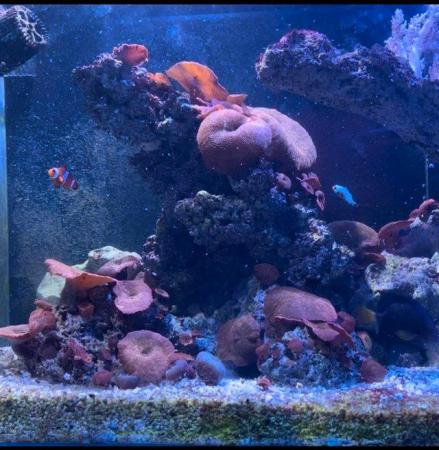 Image 3 of Red Mushroom Marine Coral will adapt to any reef