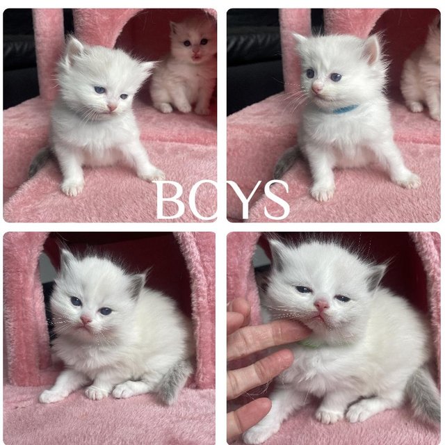 Pure ragdoll boy kittens