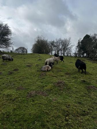 Image 1 of Three unregistered North Ronaldsay ram lamb