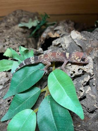 Image 6 of Barking Geckos At Urban Exotics