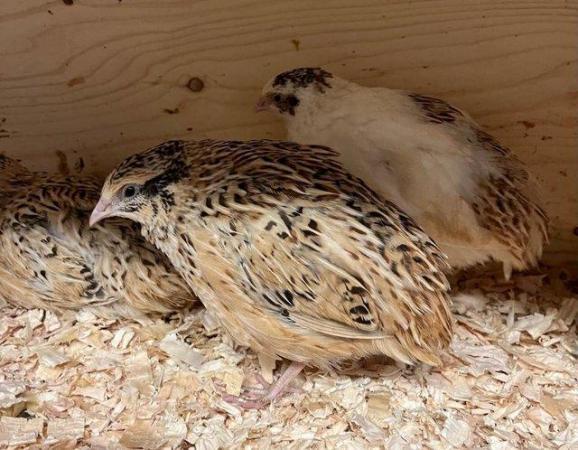 Image 2 of Coturnix quail golden and pied
