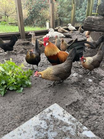 Image 2 of Dutch bantam chicks for sale