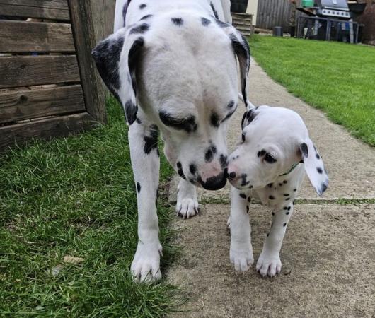 Image 12 of Beautiful Kc dalmatian puppies