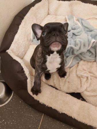 Image 3 of French Bulldog Puppies for sale