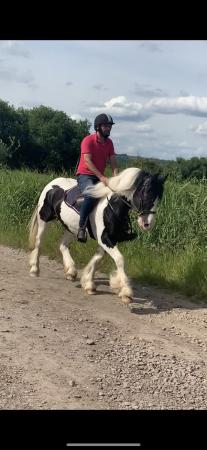 Image 3 of RUBY 7-Year-Old Piebald Cob Mare, 15hh. Potential happy hack