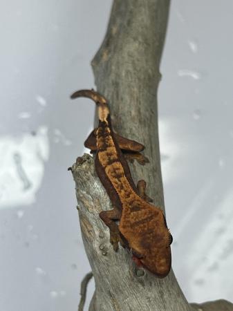 Image 5 of Crested Gecko Babies for sale