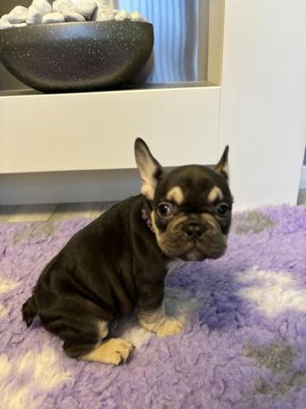 Image 22 of Last one left ready today  KC REG French bulldog puppies