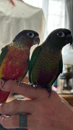 Image 10 of Handreared baby conures Various different mutations avaiable